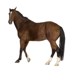 Obraz premium Horse