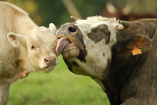 Une vache et son veau