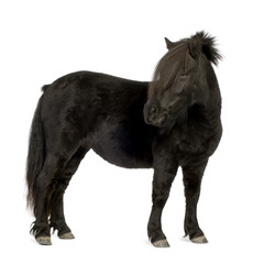 Shetland pony (2 years)