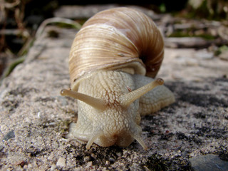 Schnecke1