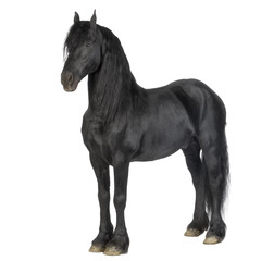 Obraz na płótnie Canvas Konie fryzyjskie