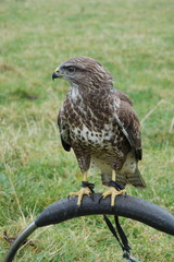 Young Common Buzzard