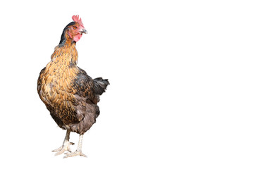 Huhn