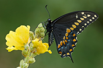 Obraz premium Black swallowtail (Papilio polyxenes) 