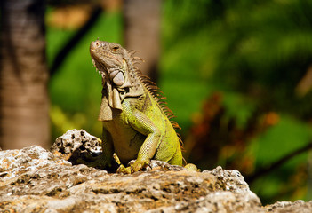 Large iguana sunning himself on a rock 