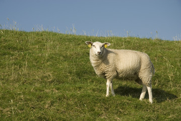 Obraz premium sheep on the dike