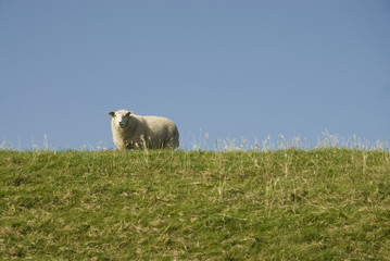 sheep above on the dike