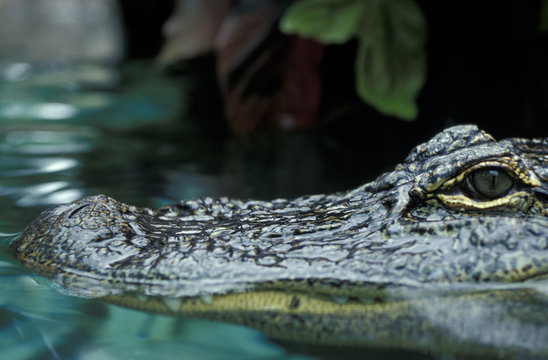 Krokodil - Kaiman