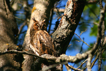 Eagle owl
