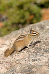 Chipmunk