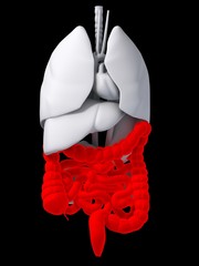 menschliche organe mit rotem darm