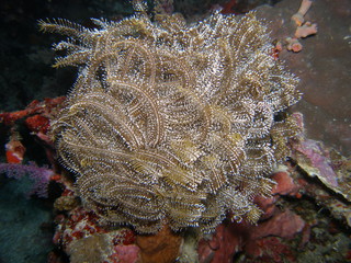 Spirographe
