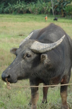 Bufle