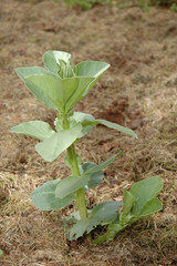 Broad bean plant