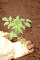 Planting a seedling