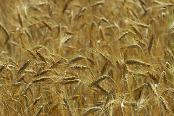Field of rye