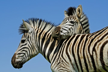 Fototapeta na wymiar Zebry Plains (Equus quagga)