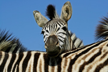 Plains Zebra (Equus quagga) portrait