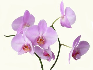 Naklejka na ściany i meble różowe kwiaty orchidei