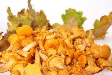  Chanterelle 