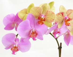 Fototapeta na wymiar bunches of multicolour orchids