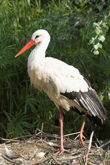 cigüeña