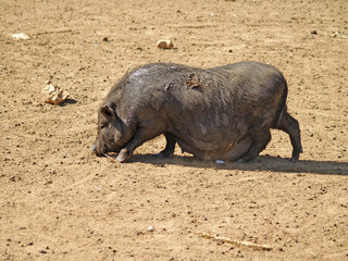 Fat pig