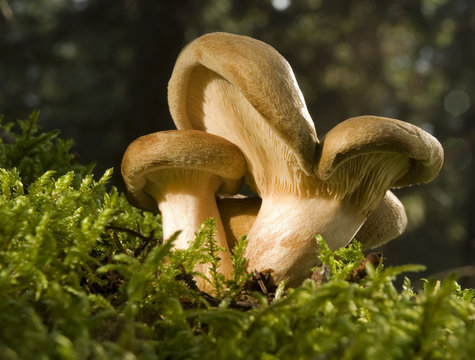 lactarius