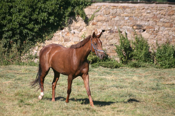Obraz premium Trakehner