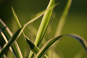 Gras in der Abendsonne