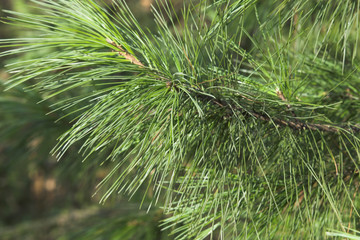 Branch of a cedar