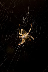 repas de l'araignée