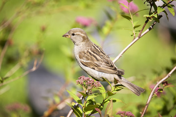 Sparrow on a  branch