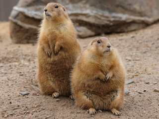 prairie dogs