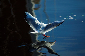 Möwe landet auf dem Wasser