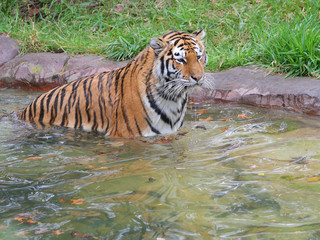 tiger in the water