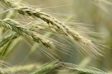 Ears of rye