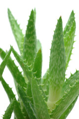 Close up of aloe vera