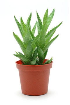 Aloe Vera In Pot