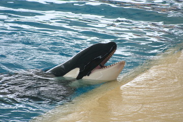 Fototapeta premium happy whale 