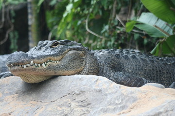 quiet crocodile