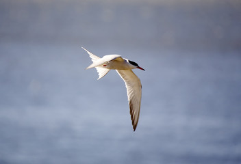 tern in flight