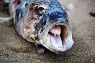 Fischkadaver