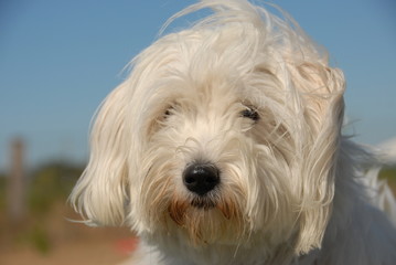 coton de tulear