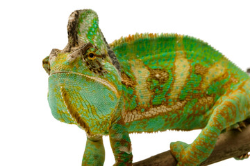 caméléon