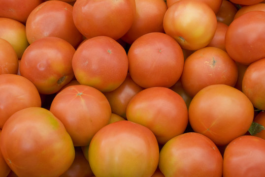 Fresh Tomatoes