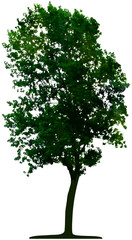 Obraz premium Vector tree