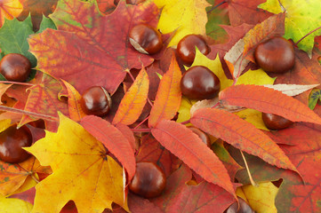 autumn colors 10