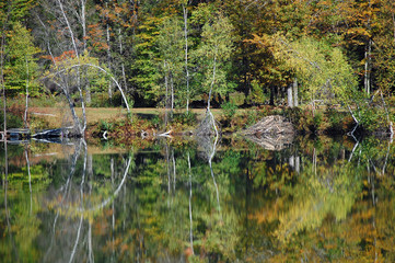 Angled trees reflect in a pond in Vermont.