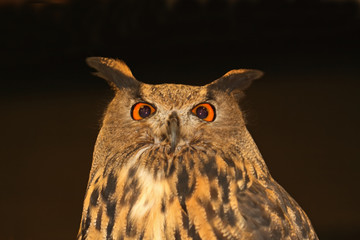 Eagle Owl